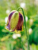 FRITILLARIA ACMOPETALA