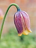 FRITILLARIA UVA VULPIS