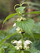 LAMIUM ALBUM,  WHITE DEAD NETTLE