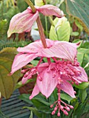 MEDINILLA MAGNIFICA,  GREENHOUSE POT PLANT