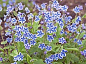 OMPHALODES CAPPADOCICA STARRY EYES