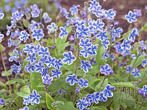 OMPHALODES_CAPPADOCICA_STARRY_EYES