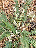 POLYSTICHUM MUNITUM,  PERENNIAL FERN