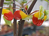 IMPATIENS NIAMNIAMENSIS IN GREENHOUSE