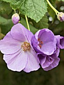 ABUTILON VITAFOLIUM SUNTENSE,  TENDER SHRUB