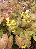 EPIMEDIUM PINNATUM,  HARDY PERENNIAL