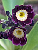 PRIMULA AUCULIS,  AURICULA