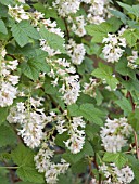 RIBES SANGUINEUM BROCKLEBANKII