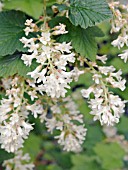 RIBES SANGUINEUM BROCKLEBANKII