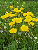 TARAXICUM OFFICINALE,  DANDELION,  NATIVE PERENNIAL WEED