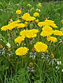 TARAXICUM OFFICINALE,  DANDELION,  NATIVE PERENNIAL WEED