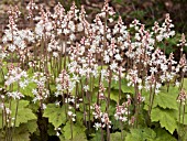 TIARELLA CORDIFOLIA