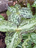 TRILLIUM ERECTUM,  HARDY BULB