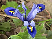 IRIS RETICULATA HARMONY