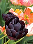 TULIPA BLACK HERO