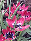 TULIPA HUMULIS LITTLE BEAUTY