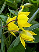 TULIPA SYLVESTRIS