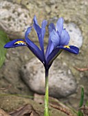 IRIS RETICULATA HARMONY