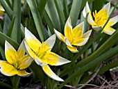 TULIPA TARDA