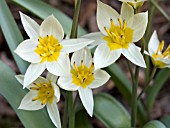 TULIPA TURKESTANICA,  HARDY BULB