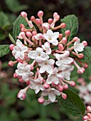 VIBURNUM CARLESII,  DECIDUOUS SHRUB