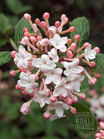 VIBURNUM_CARLESII__DECIDUOUS_SHRUB