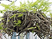 DAVALLIA TRICHOMAROIDES LORRAINII,  AERIAL FERN