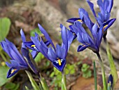 IRIS RETICULATA HARMONY