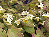 EPIMEDIUM X  VERSICOLOR