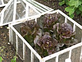 LETTUCE PANDERO,  GROWN IN VICTORIAN CLOCHE