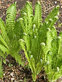 MATTEUCCIA STRUTHIOPTERIS,  SHUTTLECOCK FERN,  HARDY PERENNIAL