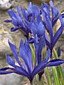 IRIS RETICULATA HARMONY