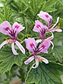 PELARGONIUM MABEL GREY,  SCENTED LEAVED PELARGONIUM