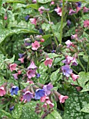 PULMONARIA OFFICINALIS,  LUNGWORT,  NATIVE PERENNIAL