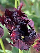 TULIPA BLACK PARROT