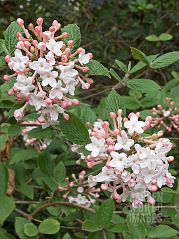 VIBURNUM_CARLESII