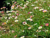 ERIGERON KARVINSKIANUS (MUCRONATUS)