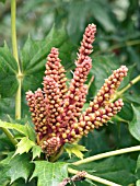 MAHONIA LOMARIIFOLIA FLOWER BUD