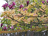 ACER BRILLIANTISSIMUM AGAINST MAGNOLIA X SOULANGIANA NIGRA