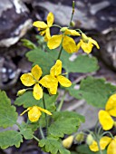 CHELIDONIUM MAJUS,  GREATER CELANDINE,  NATIVE PERENNIAL