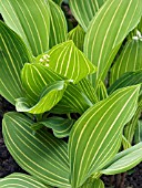 CONVALLARIA MAJALIS VARIEGATA,  LILY OF THE VALLEY