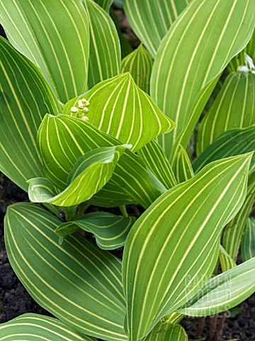 CONVALLARIA_MAJALIS_VARIEGATA__LILY_OF_THE_VALLEY