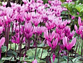 CYCLAMEN REPANDUM,  HARDY BULB