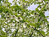 DAVIDIA INVOLUCRATA,  HANDKERCHIEF TREE