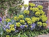 EUPHORBIA & SPANISH BLUEBELL,  SPRING BEDDING