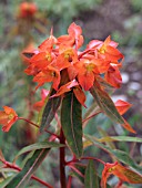 EUPHORBIA GRIFFITHII FIREGLOW,  HARDY PERENNIAL