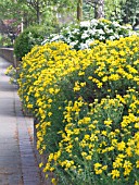 GENISTA HISPANICA & CHOISYA TERNATA,  IN RAISED BED