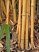 PHYLLOSTACHYS AUREOSULCATA AUREOCAULIS