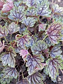 HEUCHERA SANGUINEA,  HARDY PERENNIAL