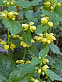 LAMIUM GALEOBDOLON SUBSP MONTANUM FLORENTINUM